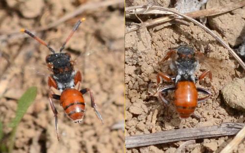 Nomada (integra)